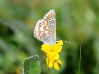 Warton Crag, 16th June
