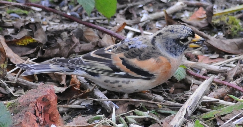Brambling