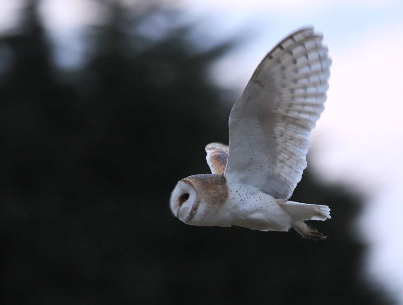 Barn Owl