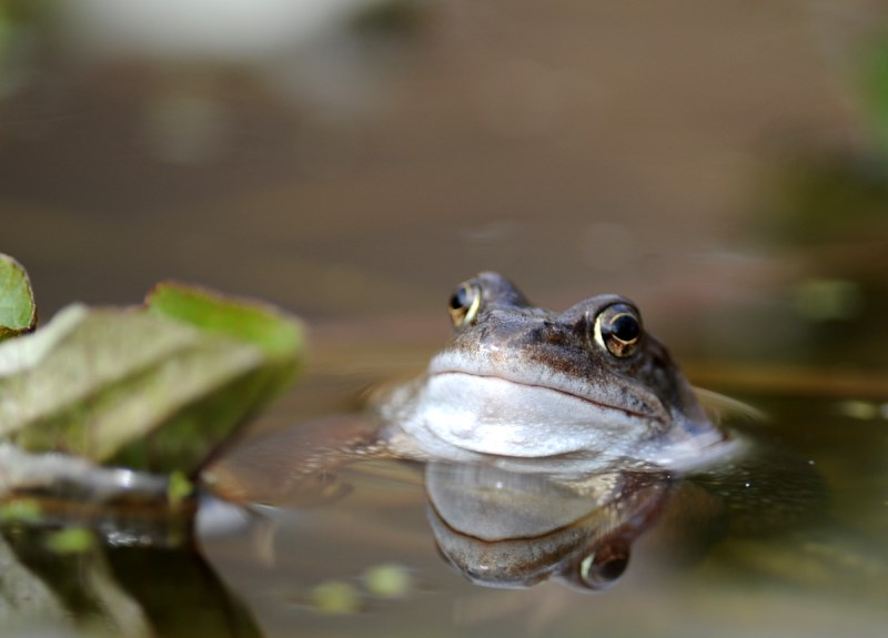 Frog chorus