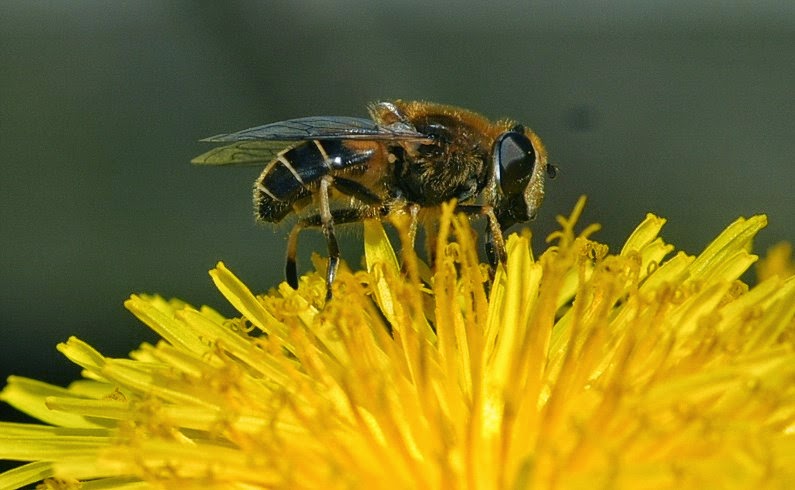 Hoverflies
