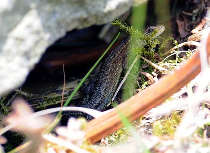 Common Lizard, Bowland