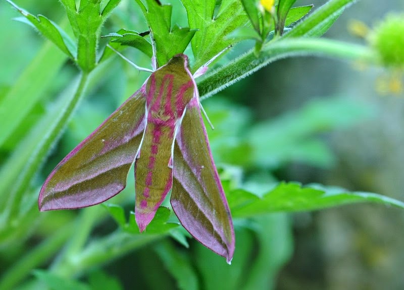 Elephants and Tigers in the Garden!