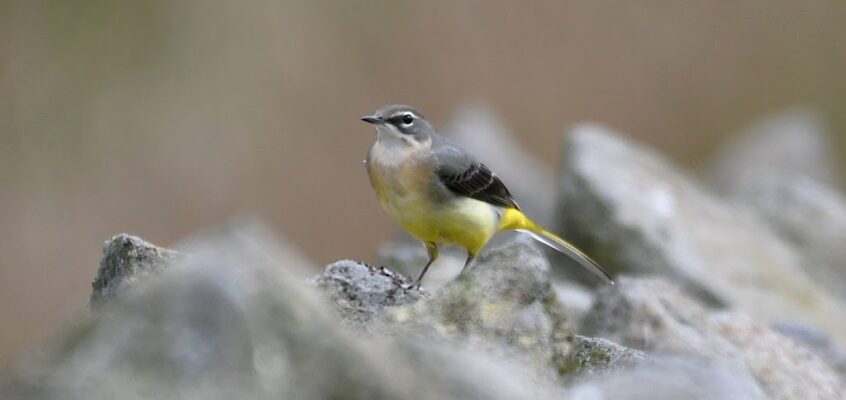Dean Clough and Parsonage Reservoirs