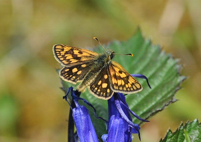 Scotland, May 26th – June 1st