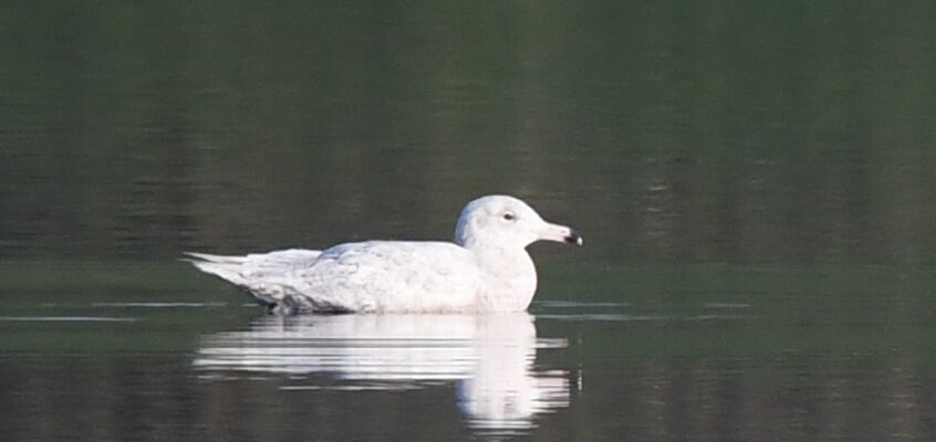 Dean Clough Glaucous Gull