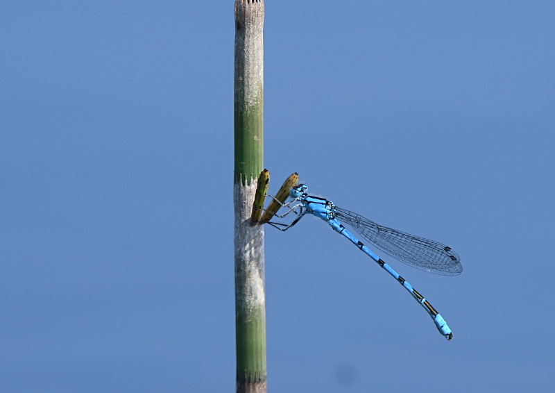 Dean Clough and Parsonage June