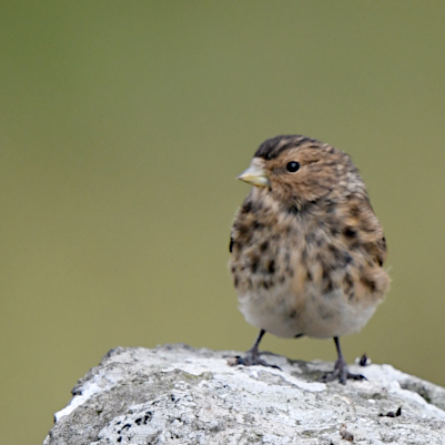 Twite