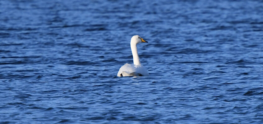 Whooper Swan, Dean Clough 21 October 2021