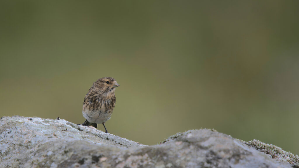 Twite, Isle of Skye, June 2021