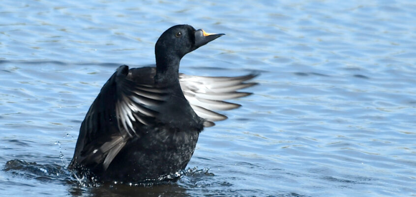 Common Scoter and first Willow Warbler