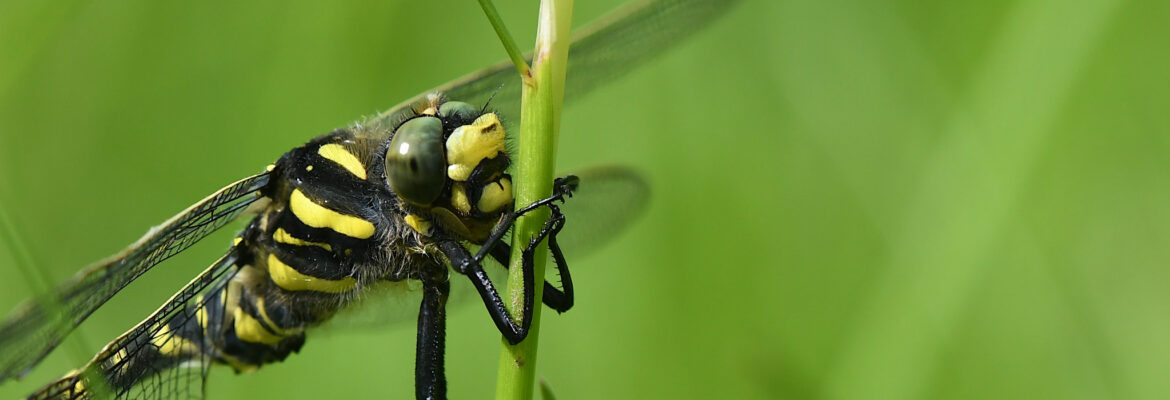 A Golden-ringed Dragonfly, Cordulegaster boltoni in Rassall Wood, Scottish Highlands