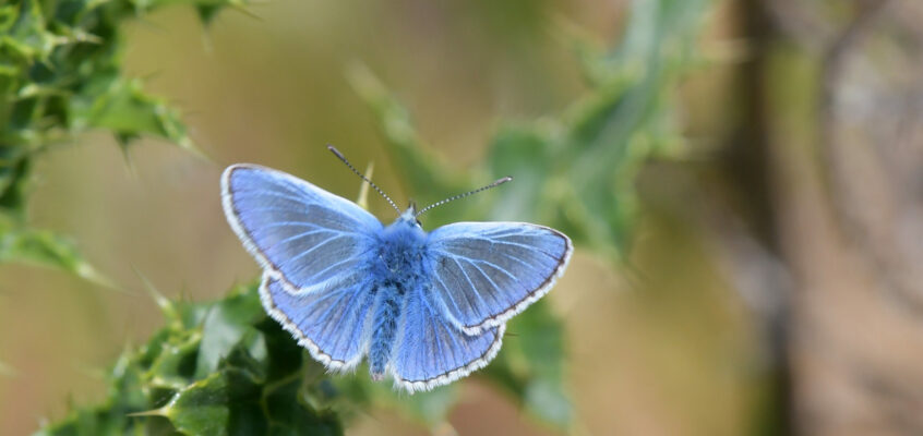 Butterflies and other insects