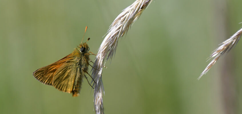 Large Skippers and Black-tailed Skimmers