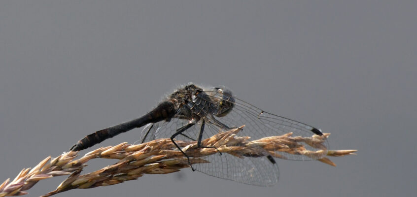 Black Darter at Gannow Fell