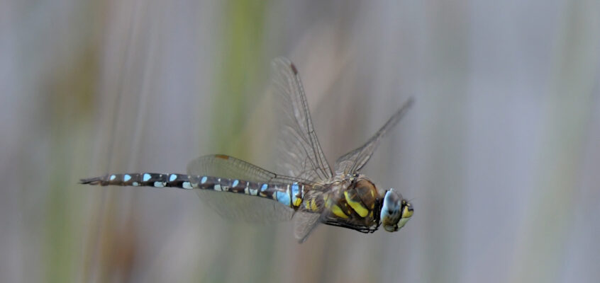 First Migrant Hawker at Dean Clough