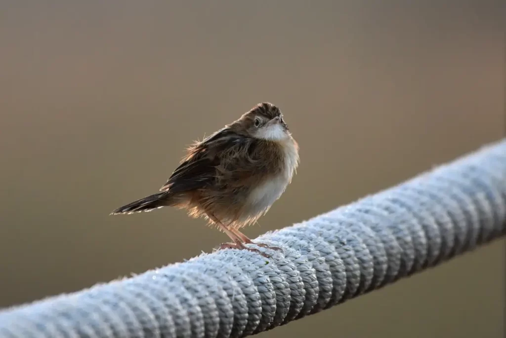 A Zitting Cisticola in early morning sunlight at Lagoa dos Salgados, Algarve, Portugal