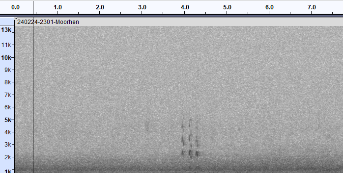 A nocturnal flight call of a Moorhen,