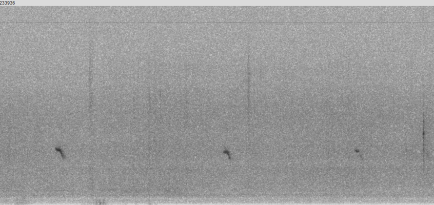 NocMig, Sep 4-5 2024