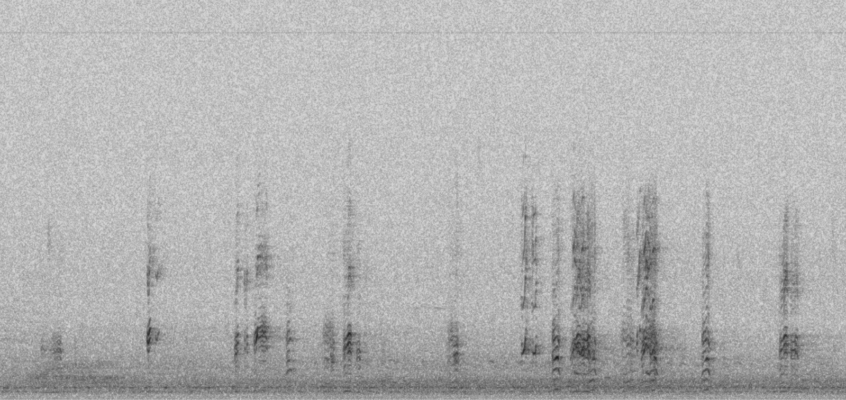 NocMig 11-12 Sep 2024