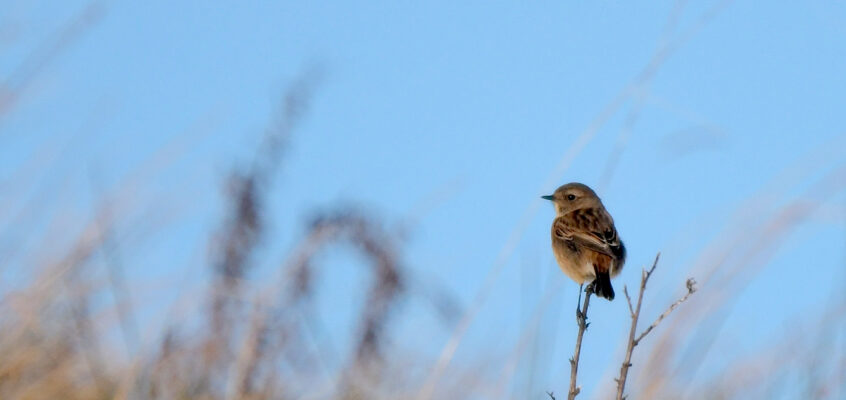 Hardy Stonechat, Jan 7 2025