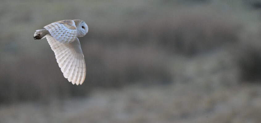 Barn Owl, Dean Clough