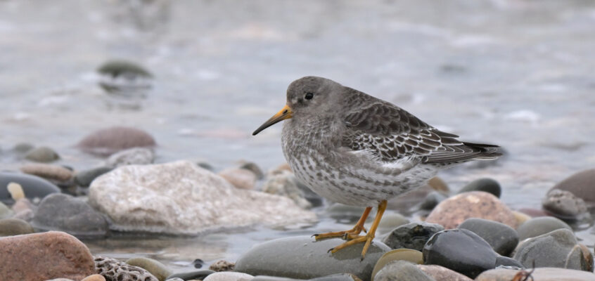 Purple Sandpipers at Rossall Point