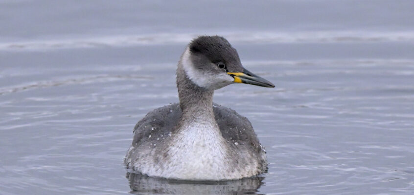Red-necked Grebe, Clowbridge Reservoir