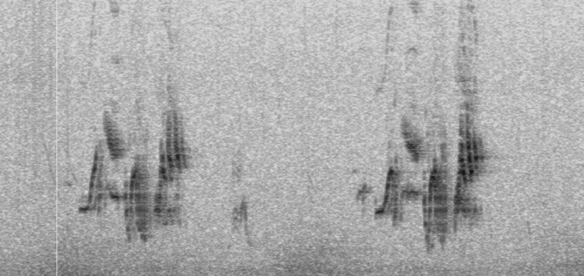 Sound recording birdsong with an iPhone