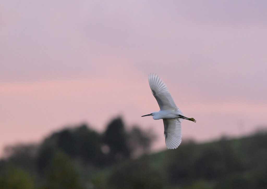 A Litte Egret in flight over Dean Clough Reservoir, Lancashire at sunset