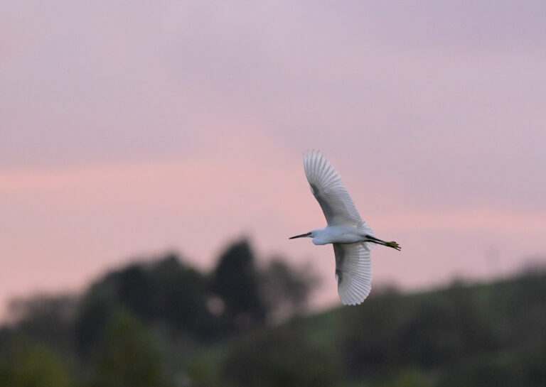 A Little Egret in flight over Dean Clough reservoir, Lancashire at sunset