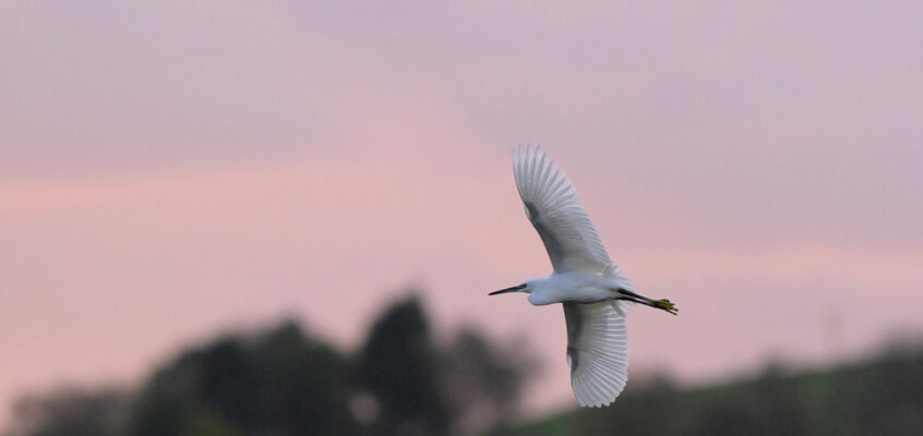 Little Egrets at Dean Clough -13 and 22 October 2025