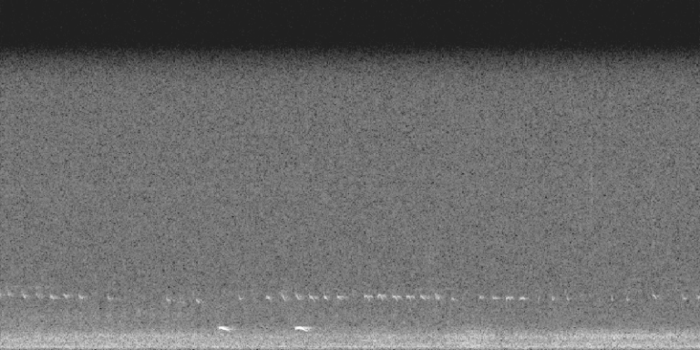 A spectrogram of a Common Scoter flight call and wingbeats