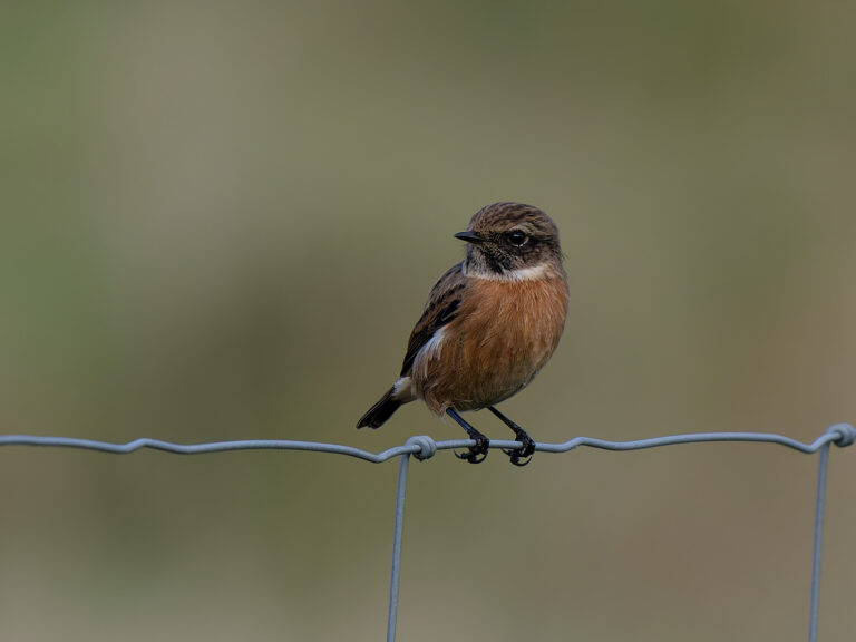 A male Stonechat sits on a wire fence by Dean Clough Reservoir, Lancashire