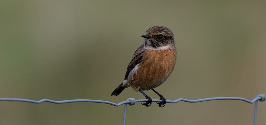 Overwintering Stonechats at Dean Clough