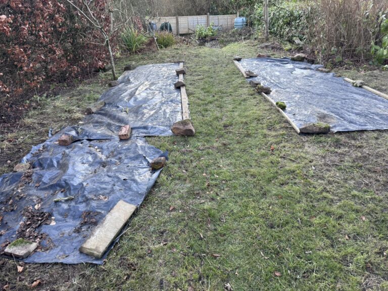 A lawn in winter being prepared for seeding in spring with wildflower seeds. Part of the lawn is covered with two black plastic sheets.