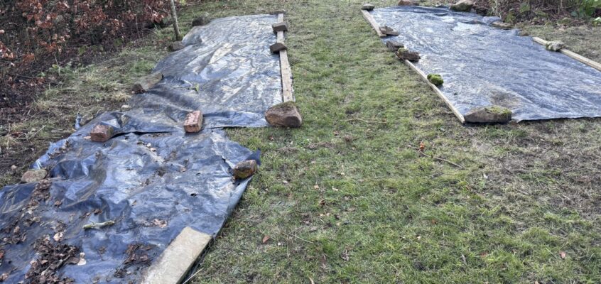 Wildflower Lawn Project