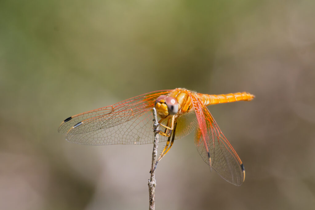 An Orange-winged Dropwing dragonfly perched on a dead twig, photographed in dappled sunlight in woodland on Ibiza in April 2026