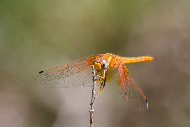 Orange-winged Dropwing, Ibiza April 2026