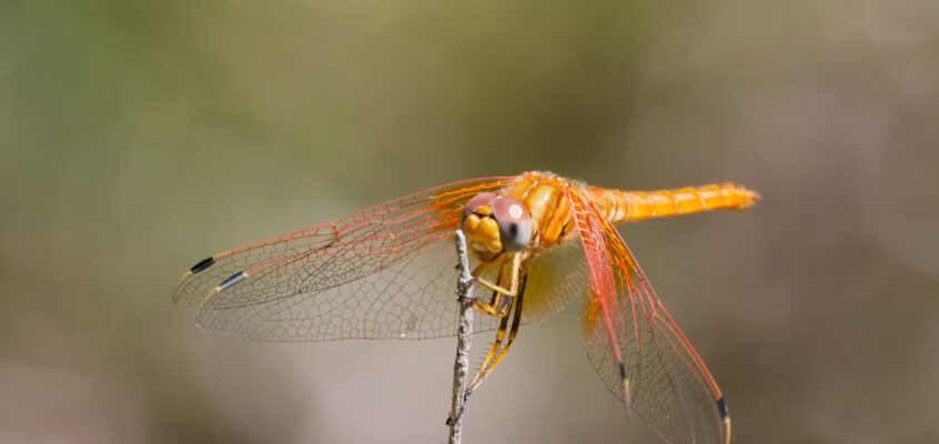 Orange-winged Dropwing, Ibiza April 2026