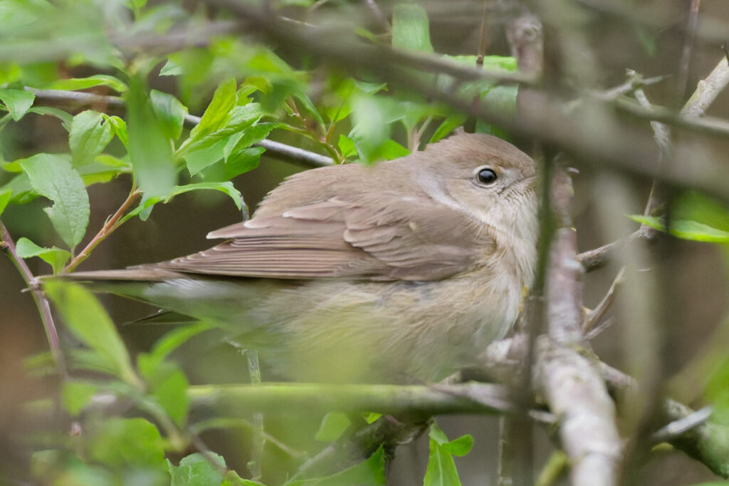 A Garden Warbler skulks in the Hawthorns.
