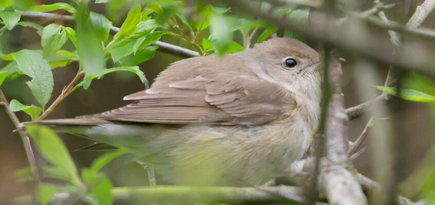 First Garden and Grasshopper Warblers of the year